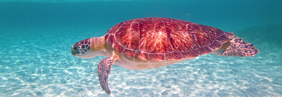 Snorkeling