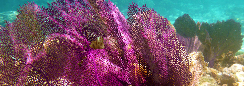 Activities Caye Caulker - Scuba Diving