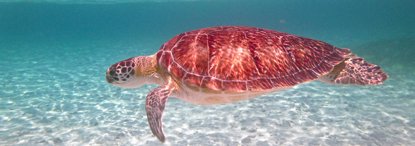 Activities Caye Caulker - Snorkeling